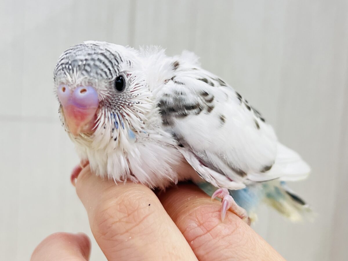 しましまヘアバンドでおしゃれ✨セキセイインコの白ハルクイン🤍💙 しましまヘアバンドでおしゃれ✨セキセイインコの白ハルクイン🤍💙