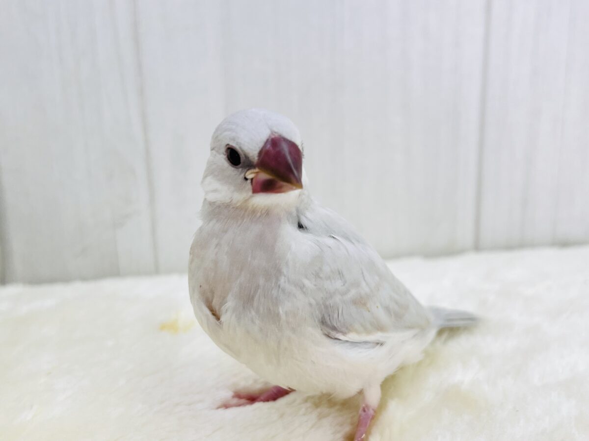 ③ニギニギ練習中でしゅ🍼シルバー文鳥✨ ③ニギニギ練習中でしゅ🍼シルバー文鳥✨