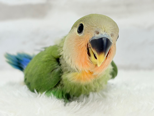 【最新画像更新🪄】キリッとしたお顔が魅力的🐣🫧コザクラインコ(ノーマル) ヒナ 【最新画像更新🪄】キリッとしたお顔が魅力的🐣🫧コザクラインコ(ノーマル) ヒナ