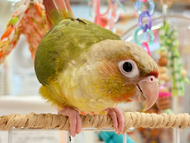 【最新画像更新🪄ひとり餌になりました☆】南国育ちのフレッシュ果実🐣🍍💖ウロコインコ(パイナップル) ヒナ 【最新画像更新🪄ひとり餌になりました☆】南国育ちのフレッシュ果実🐣🍍💖ウロコインコ(パイナップル) ヒナ
