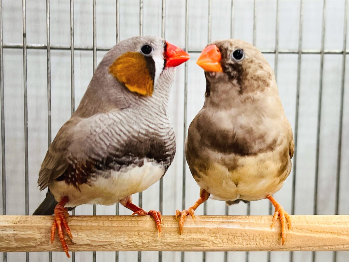 新婚夫婦♡?フォーンカラーのキンカチョウ🧡