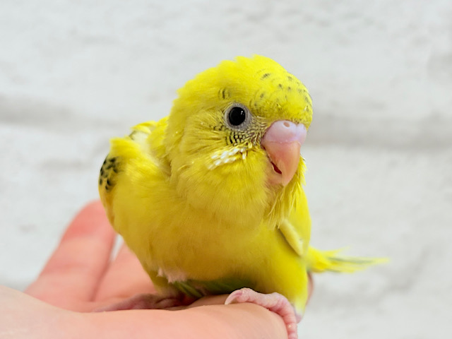 【最新画像更新🪄】のりたまちゃんとピクニック🌷🐥セキセイインコ(黄色ハルクイン) ヒナ 【最新画像更新🪄】のりたまちゃんとピクニック🌷🐥セキセイインコ(黄色ハルクイン) ヒナ