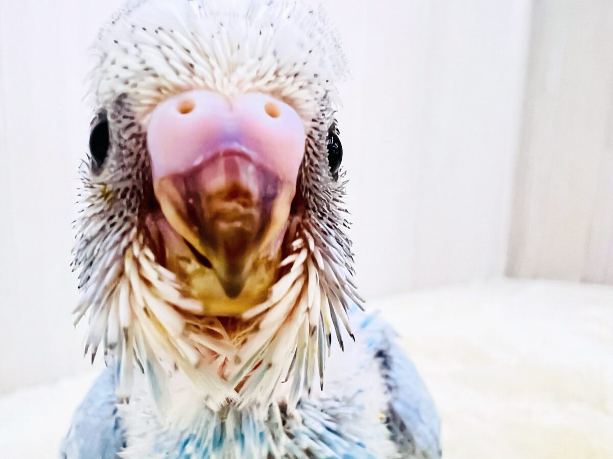 水色ギンガムチェック🩵さわやか夏カラー✨セキセイインコのブルースパングル🌟 水色ギンガムチェック🩵さわやか夏カラー✨セキセイインコのブルースパングル🌟
