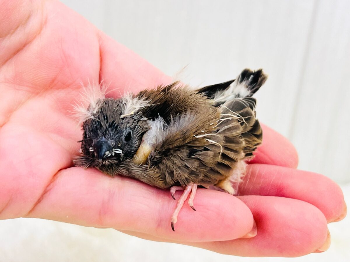 ふわふわな綿毛のツノ〜🫎キンカ鳥の雛が入舎しています! ふわふわな綿毛のツノ〜🫎キンカ鳥の雛が入舎しています!
