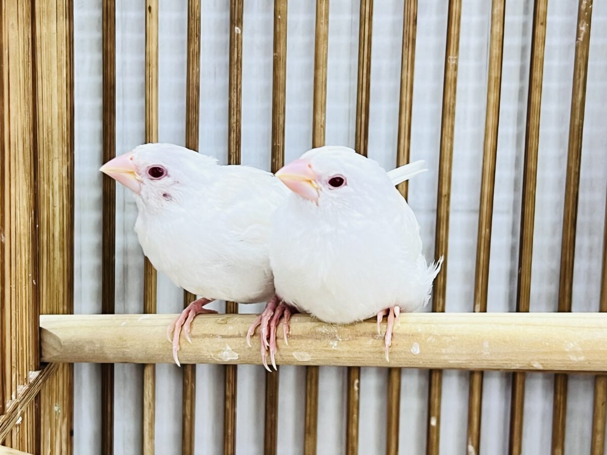 激レア✨アルビノ十姉妹のペアが入舎しました! 激レア✨アルビノ十姉妹のペアが入舎しました!