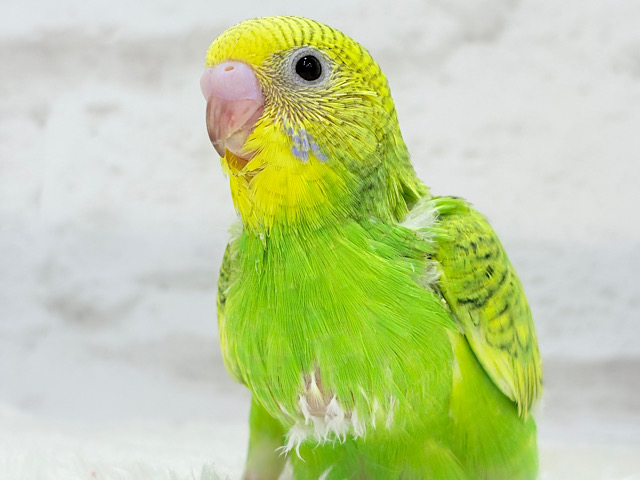 【最新画像更新🪄】新緑カラー🌿💚セキセイインコ(スパングル) ヒナ 【最新画像更新🪄】新緑カラー🌿💚セキセイインコ(スパングル) ヒナ