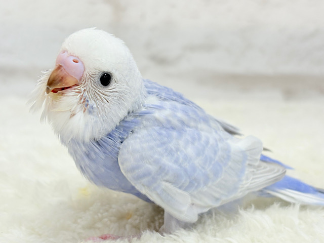 【最新画像更新🪄】目が合ったらイチコロです🐣セキセイインコ(スパングル) ヒナ 【最新画像更新🪄】目が合ったらイチコロです🐣セキセイインコ(スパングル) ヒナ