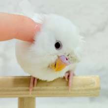 【最新画像・動画更新🪄もうすぐひとり餌‪☆】1度見たら忘れられない🐣🌀🤍梵天セキセイインコ(アルビノ) ヒナ