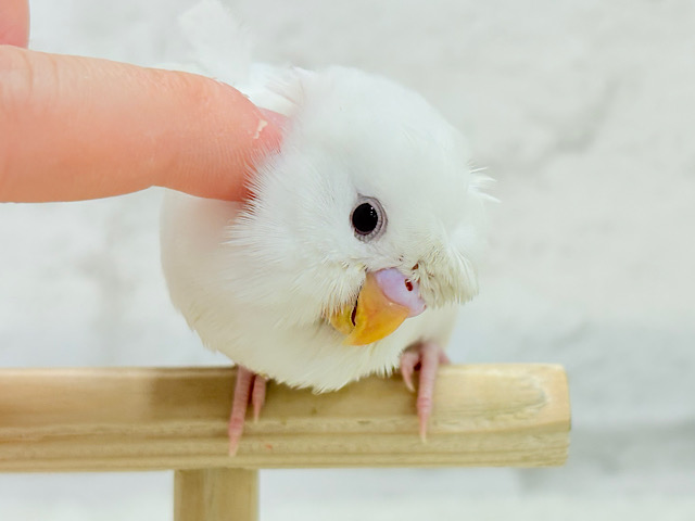 【最新画像・動画更新🪄もうすぐひとり餌☆】1度見たら忘れられない🐣🌀🤍梵天セキセイインコ(アルビノ) ヒナ 【最新画像・動画更新🪄もうすぐひとり餌☆】1度見たら忘れられない🐣🌀🤍梵天セキセイインコ(アルビノ) ヒナ