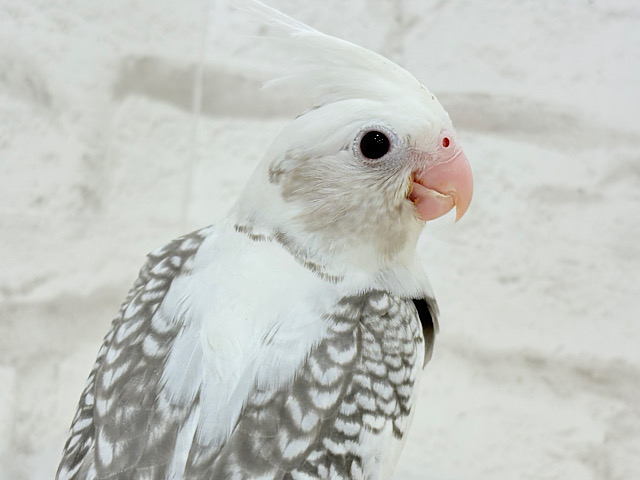 【最新画像更新🪄】ギャップが詰まった可愛い子♥オカメインコ(WFパールパイド) ヒナ 【最新画像更新🪄】ギャップが詰まった可愛い子♥オカメインコ(WFパールパイド) ヒナ