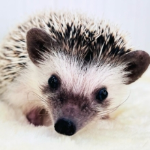 ﾁｸﾁｸっ‼︎食いしん坊ガール♡ハリネズミの女の子🦔