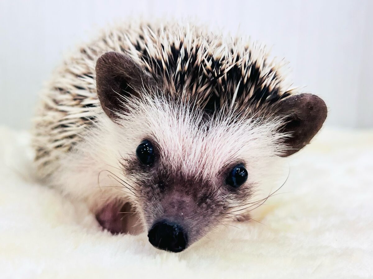 チクチクっ‼︎食いしん坊ガール♡ハリネズミの女の子🦔 チクチクっ‼︎食いしん坊ガール♡ハリネズミの女の子🦔
