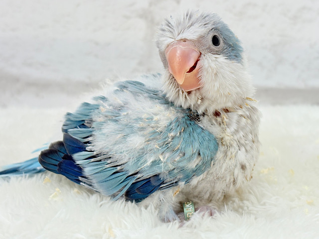 微笑みの天使🐣🪅オキナインコ(ブルーオパーリン) ヒナ 微笑みの天使🐣🪅オキナインコ(ブルーオパーリン) ヒナ