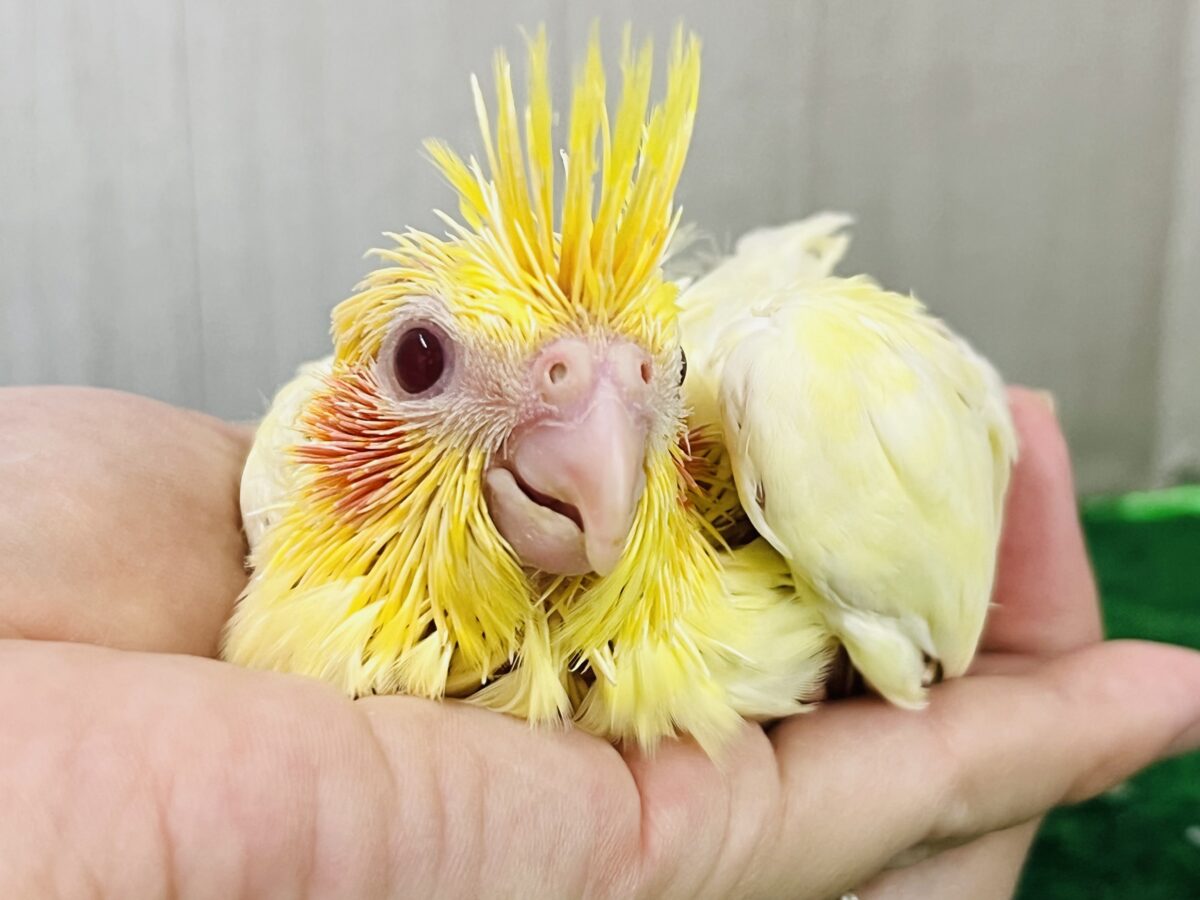 ドキドキ💓黄色の水玉模様だよ💛オカメインコのルチノーパール👑🫧