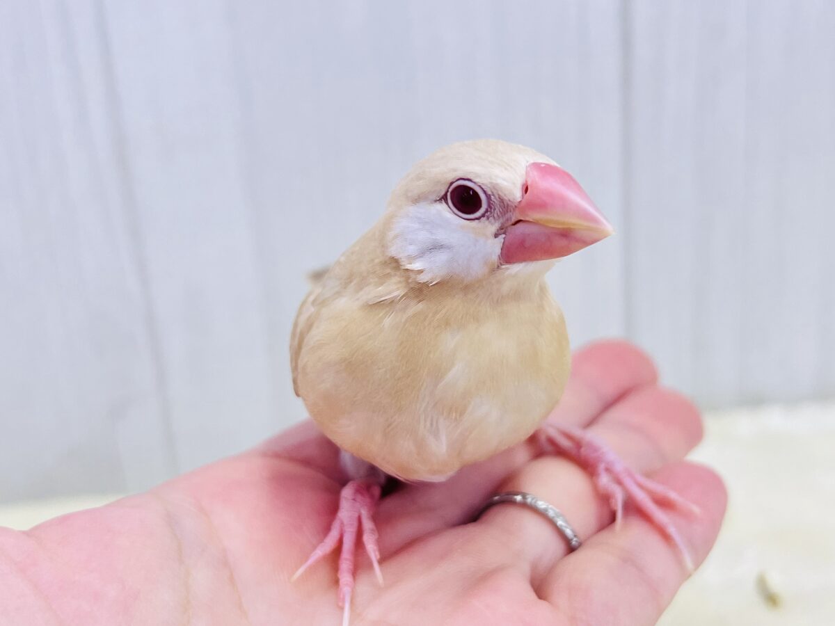 ②画像更新☆白ほっぺのおハゲちゃん🧡シナモン文鳥だよ🌟