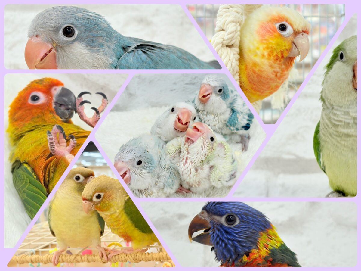 みんなでわっしょい🦜🪅中型インコ祭🏮🎊 みんなでわっしょい🦜🪅中型インコ祭🏮🎊