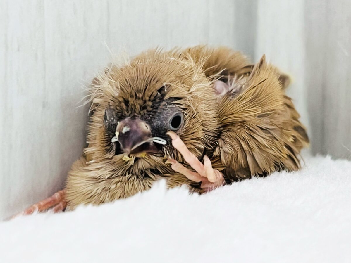 優しいモカベージュ🧡ピースサイン✌️キンカチョウ（フォーン）の雛！