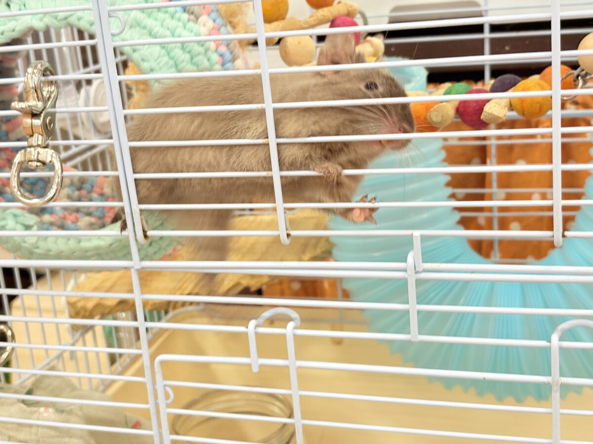 デグー
