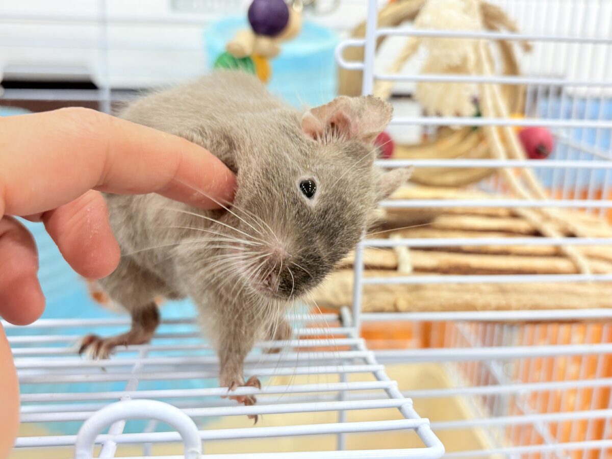 デグー
