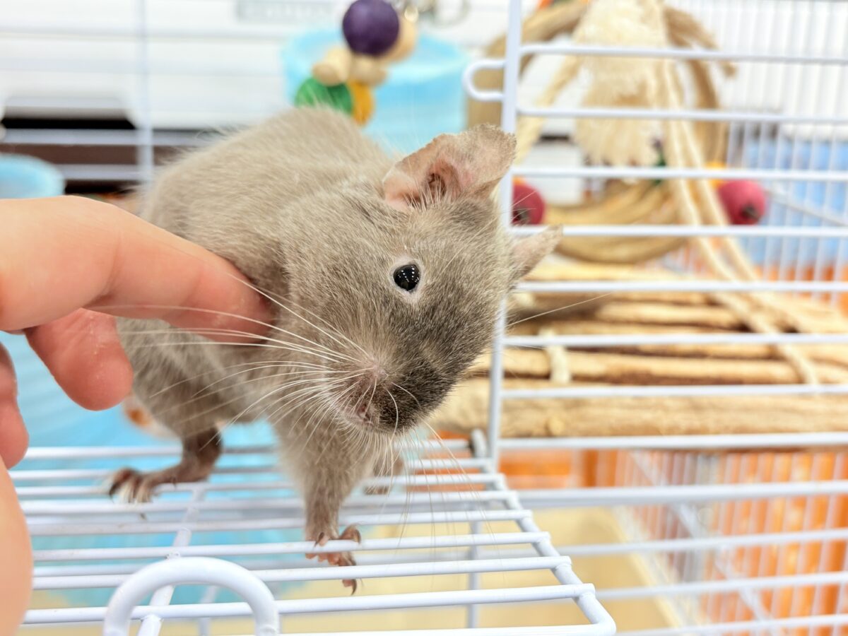 デグー
