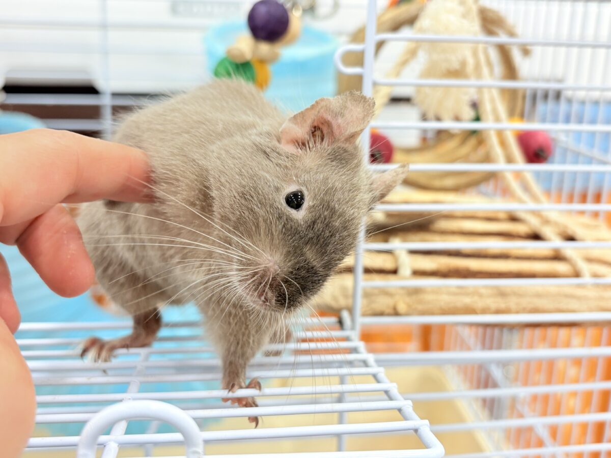 デグー