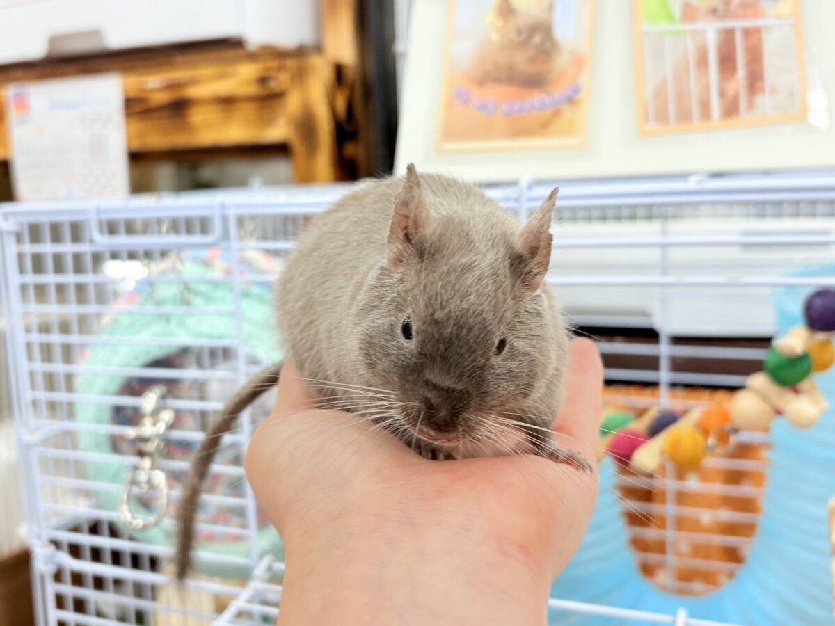 デグー