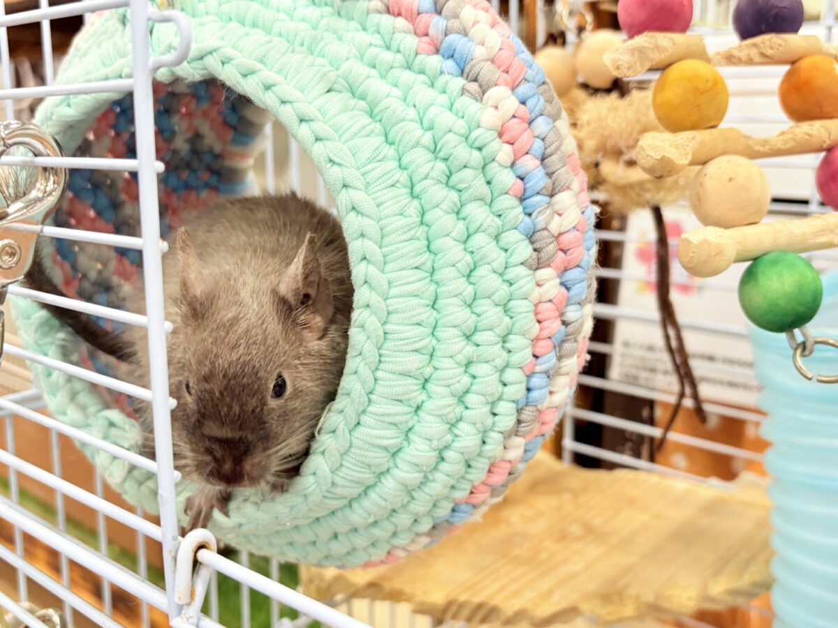 デグー