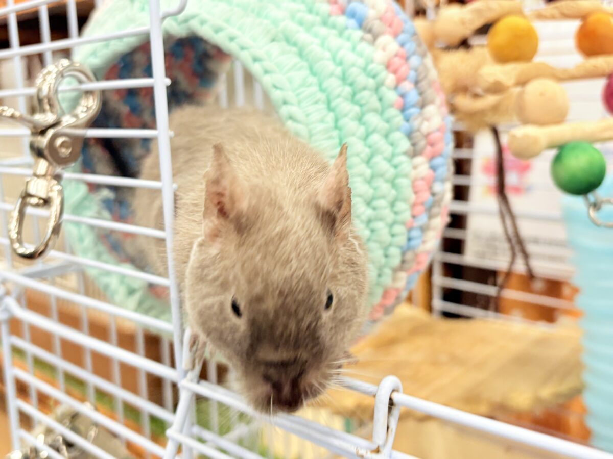 デグー