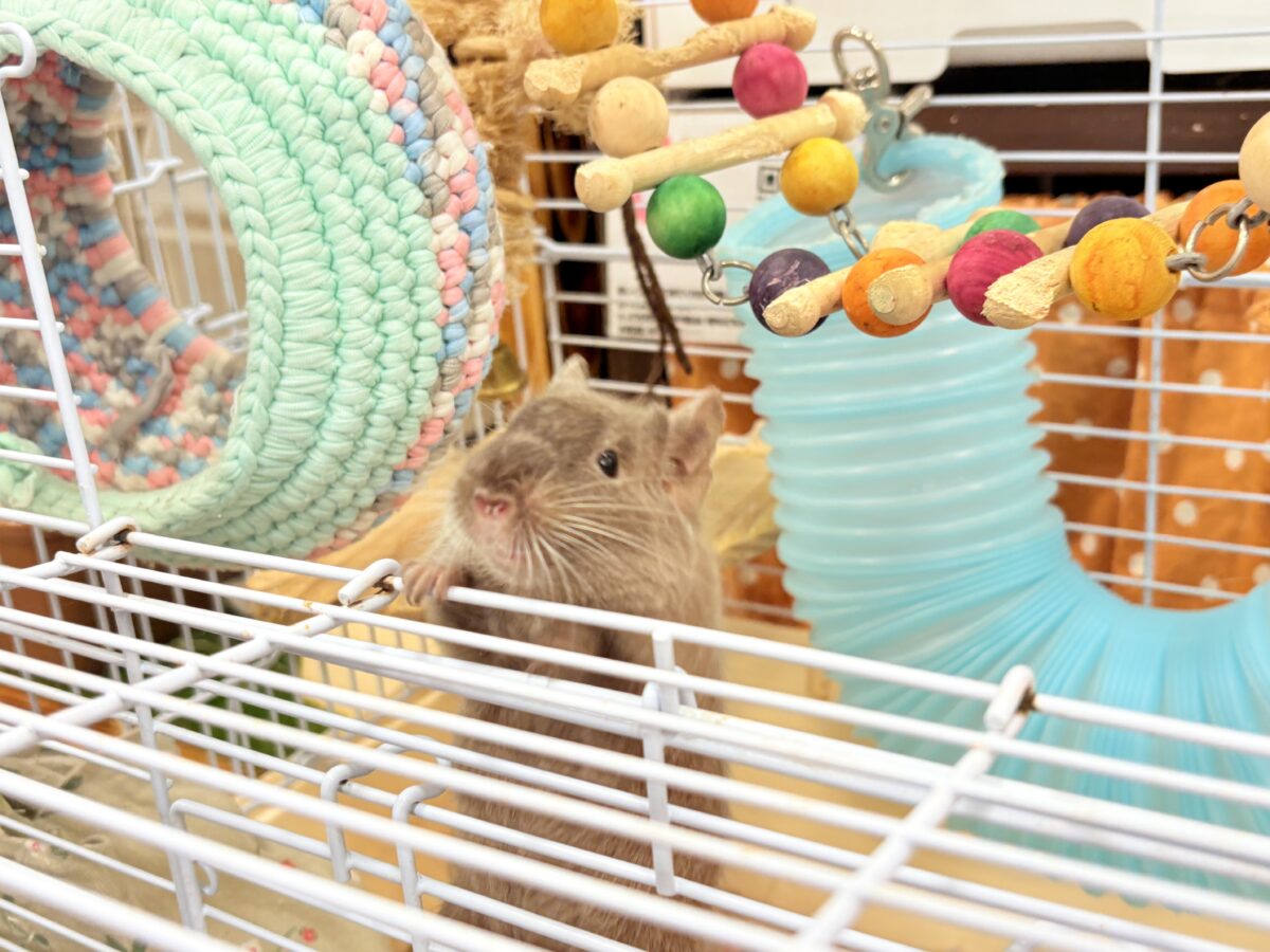 デグー