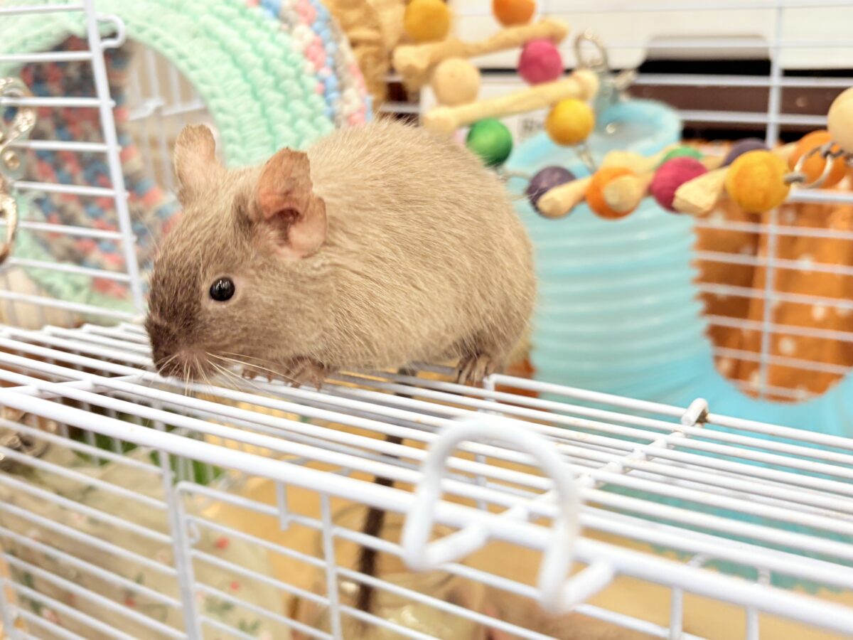 デグー