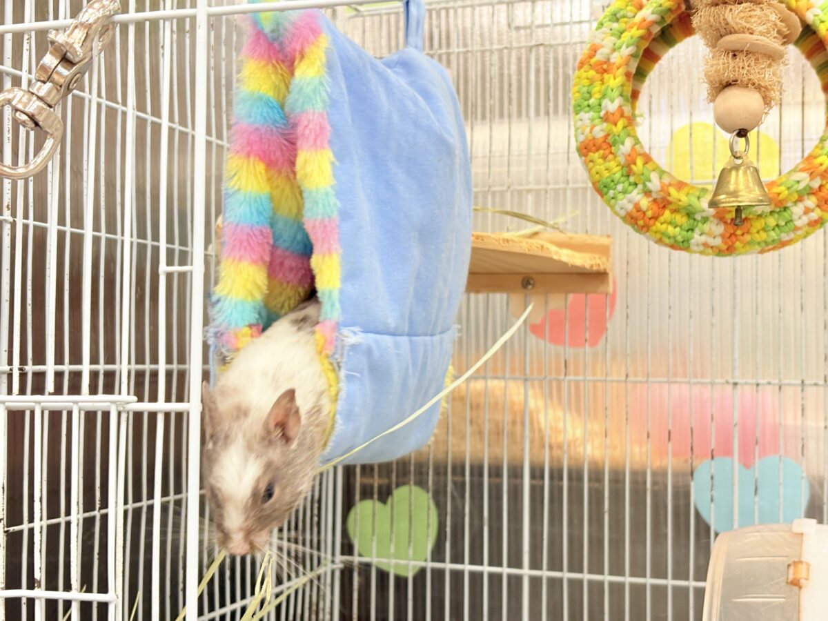 デグー