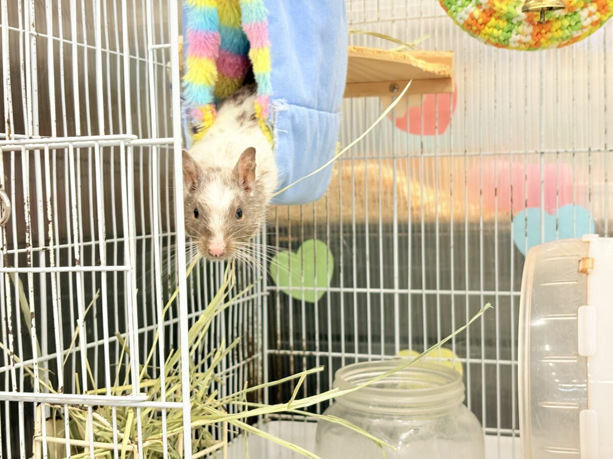 デグー