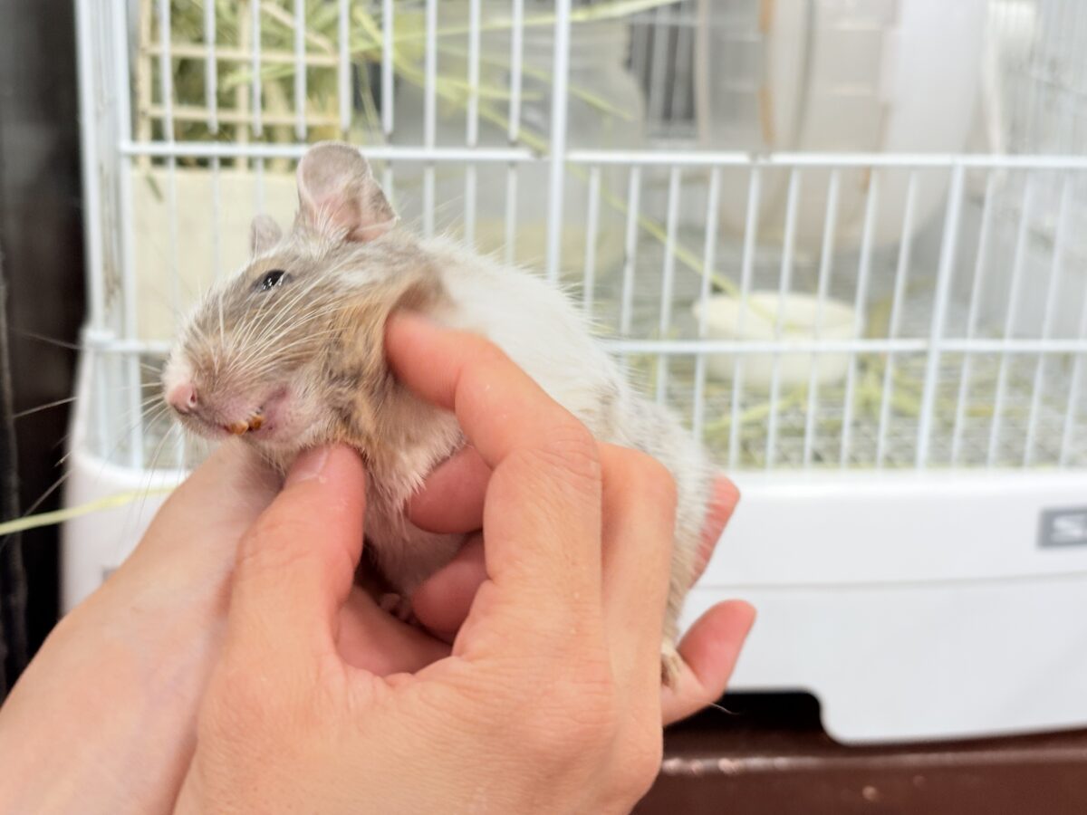 デグー