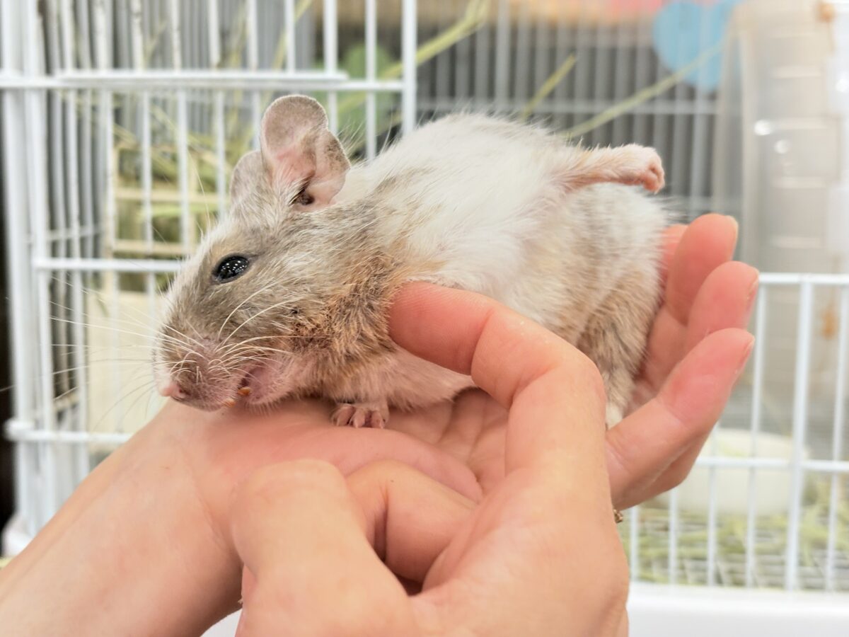 デグー