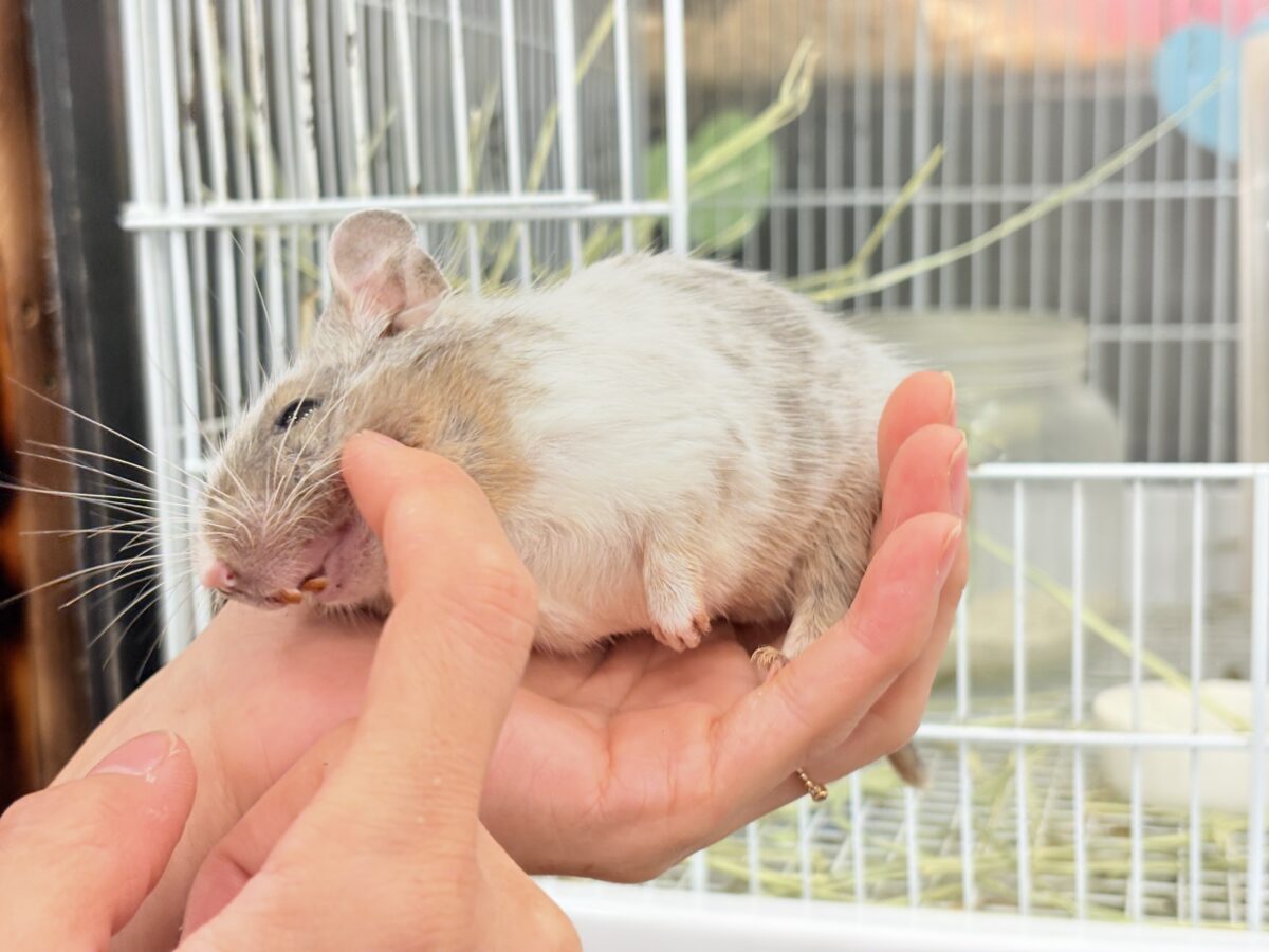 デグー