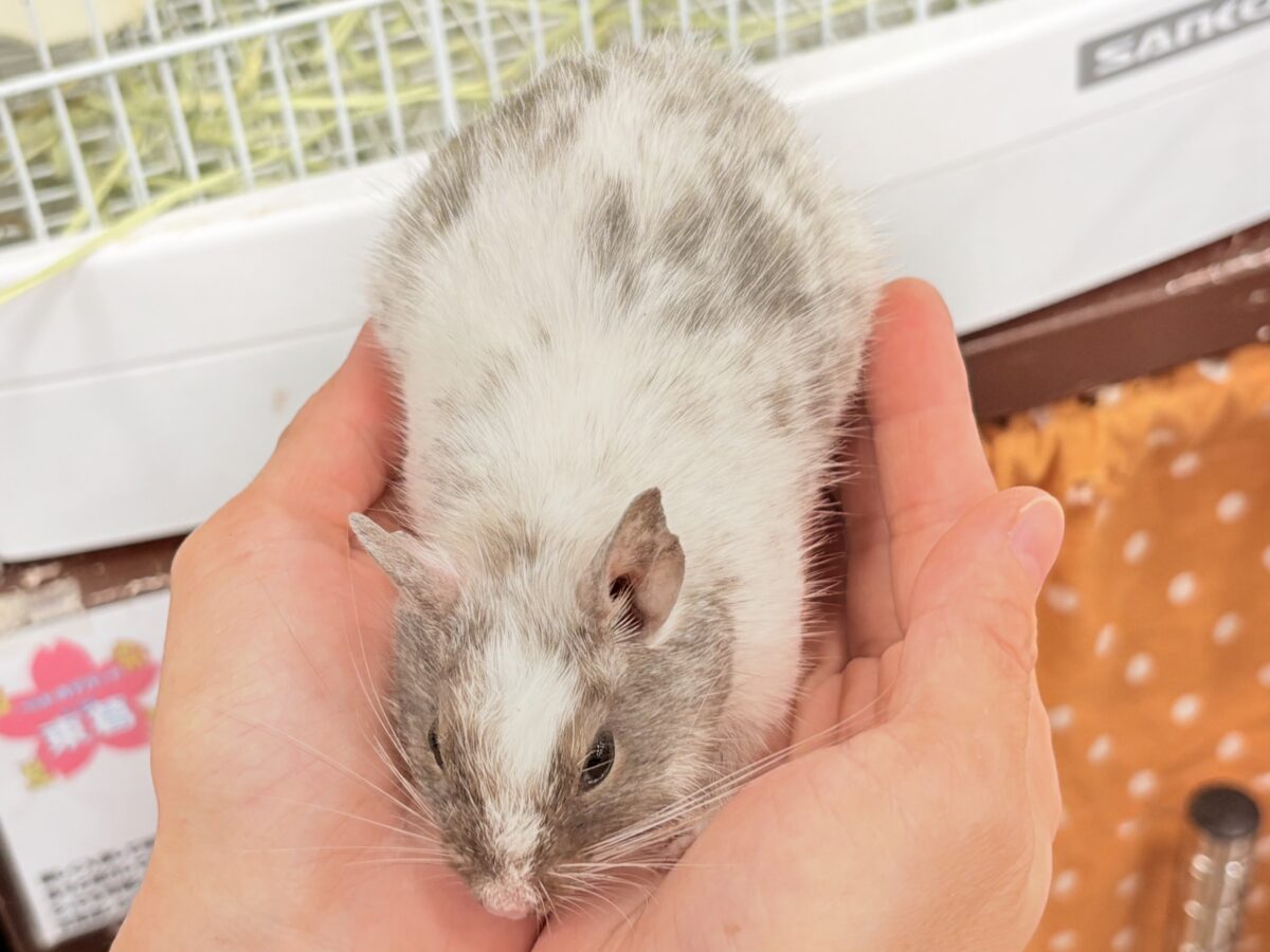 デグー