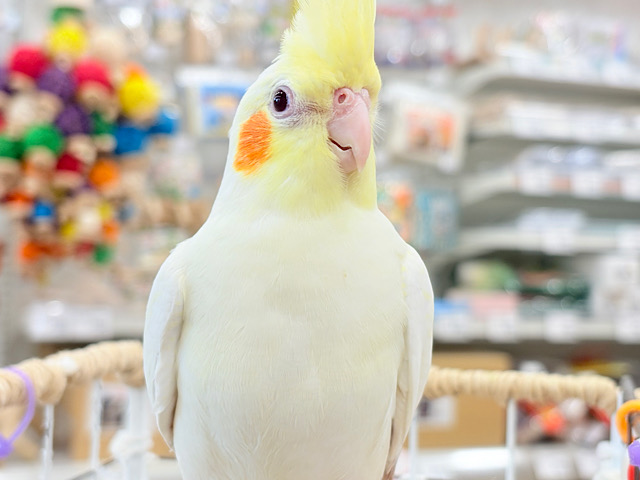 目ヂカラたっぷりマッチョちゃん🐥🔥オカメインコ(ルチノー)