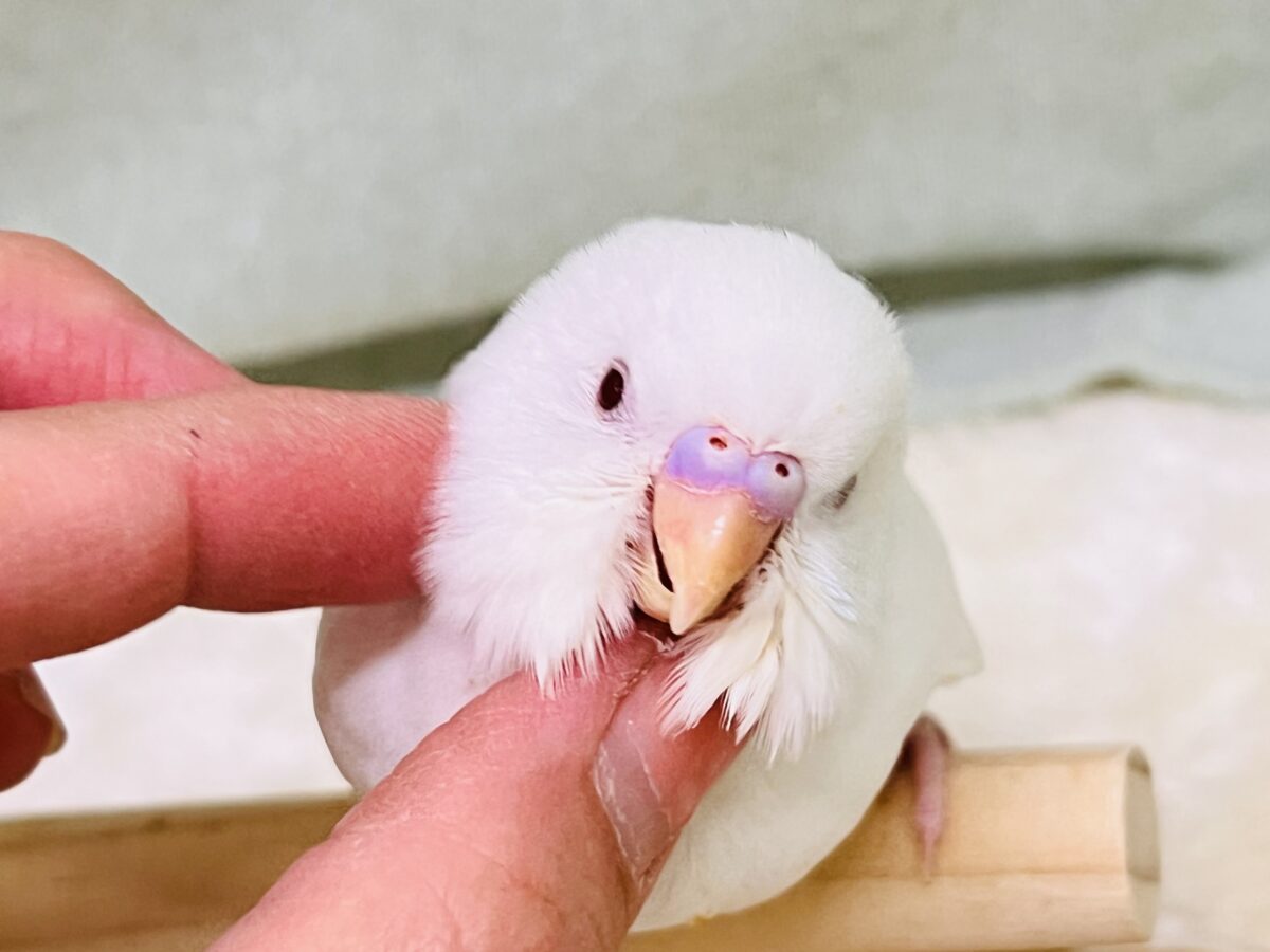 画像更新☆マシュマロ苺ソースがけ〜セキセイインコのヒナ(アルビノ)入荷しました❤️