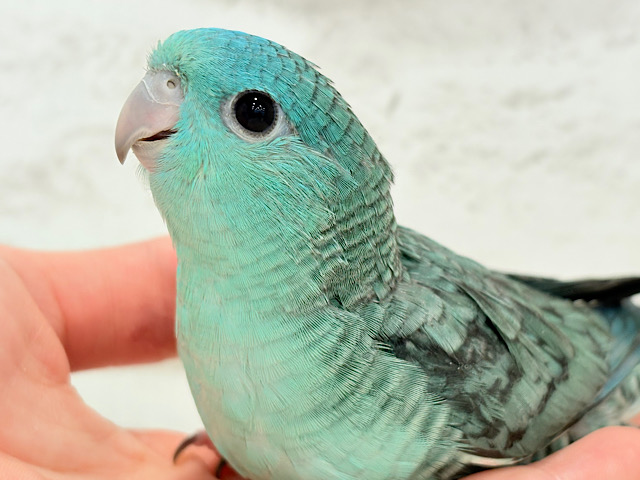 【動画更新🪄】可愛すぎ注意💖サザナミインコ(ターコイズ) ヒナ