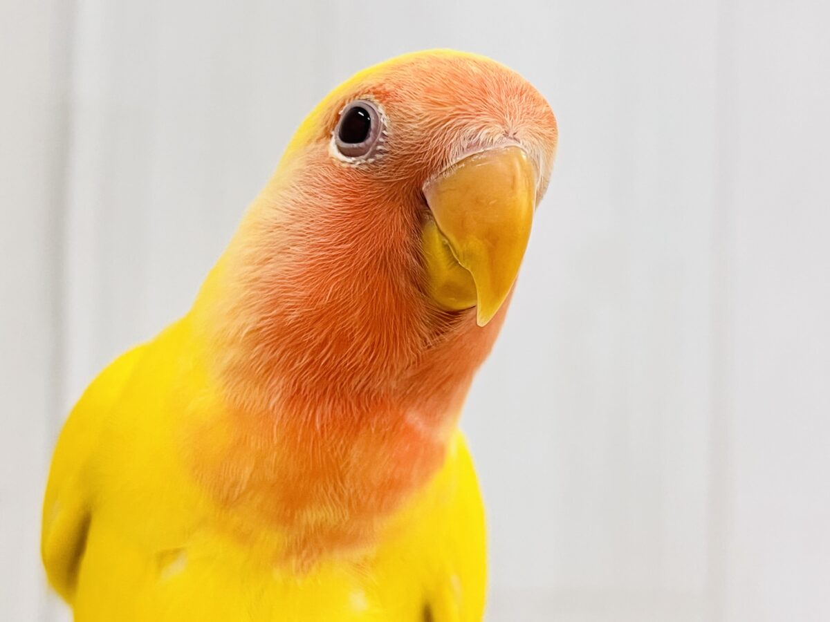画像更新☆オムライスは硬焼き派💛小桜インコのルチノーカラーの
