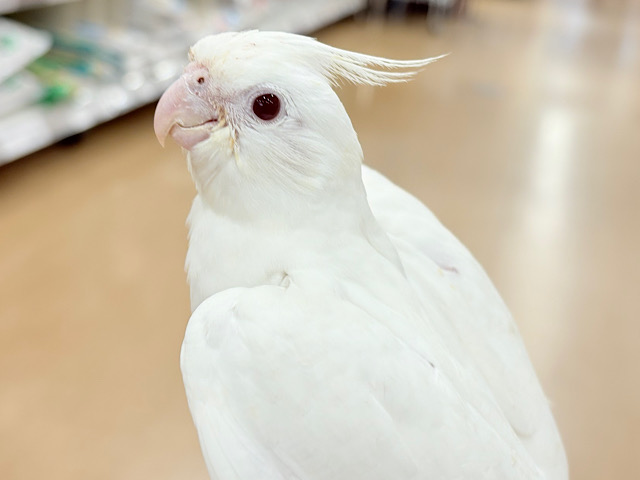 【最新画像更新🪄ひとり餌‪になりました☆】真っ白しろすけ☁️オカメインコ(ピュアホワイト) ヒナ