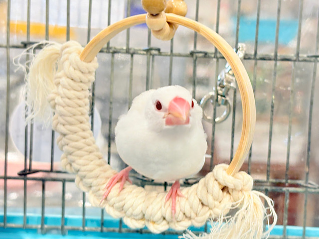 【最新画像更新🪄】透明感が溢れ出る〜🐣🤍アルビノ文鳥 ヒナ 【最新画像更新🪄】透明感が溢れ出る〜🐣🤍アルビノ文鳥 ヒナ