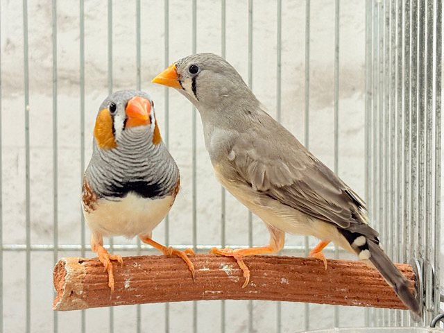 イメージカラーはオレンジ色かな!?🧡キンカチョウ ペア イメージカラーはオレンジ色かな!?🧡キンカチョウ ペア