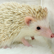 僕の冒険は始まったばかり🦔𓂃 ⸒⸒ ⸒⸒ハリネズミ(シナモン) 男の子