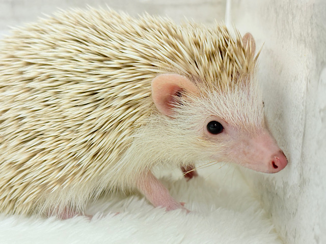 僕の冒険は始まったばかり🦔𓂃 ⸒⸒ ⸒⸒ハリネズミ(シナモン) 男の子 僕の冒険は始まったばかり🦔𓂃 ⸒⸒ ⸒⸒ハリネズミ(シナモン) 男の子