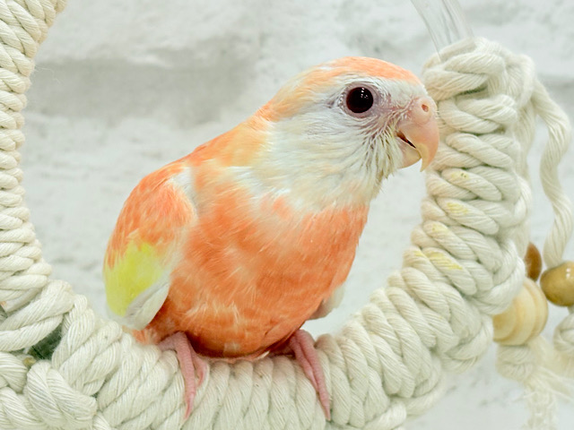 【最新画像更新🪄ひとり餌になりました☆】透明感たっぷり♡高嶺の存在感🌷アキクサインコ(ルビノー) ヒナ 【最新画像更新🪄ひとり餌になりました☆】透明感たっぷり♡高嶺の存在感🌷アキクサインコ(ルビノー) ヒナ