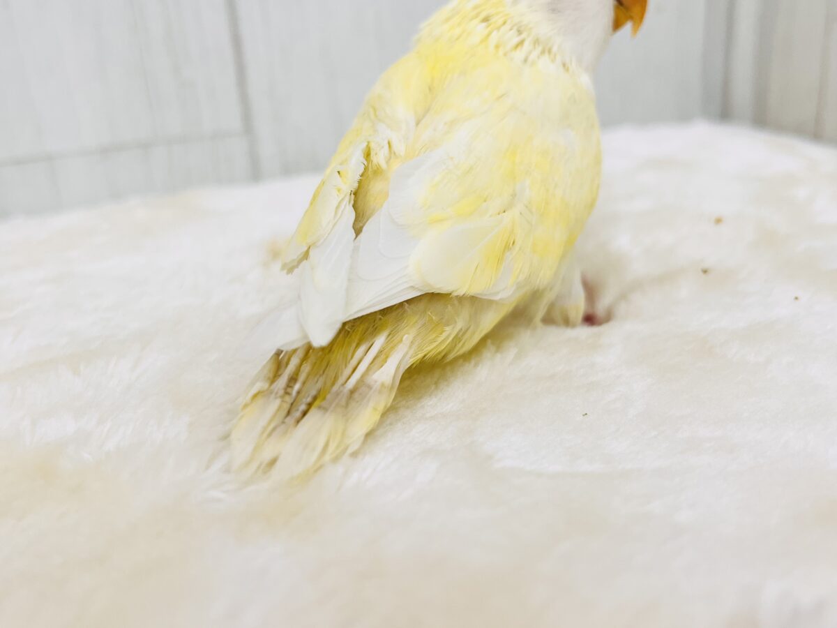 画像更新☆甘々カスタードクリームカラー💓小桜インコのヒナ(クリームルチノー)入荷しました❤️ コザクラインコ(小桜インコ)