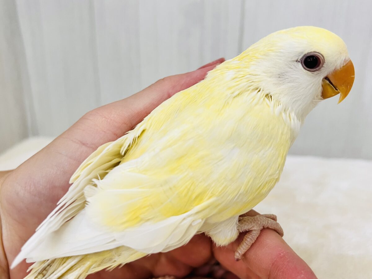 画像更新☆甘々カスタードクリームカラー💓小桜インコのヒナ(クリームルチノー)入荷しました❤️ コザクラインコ(小桜インコ)