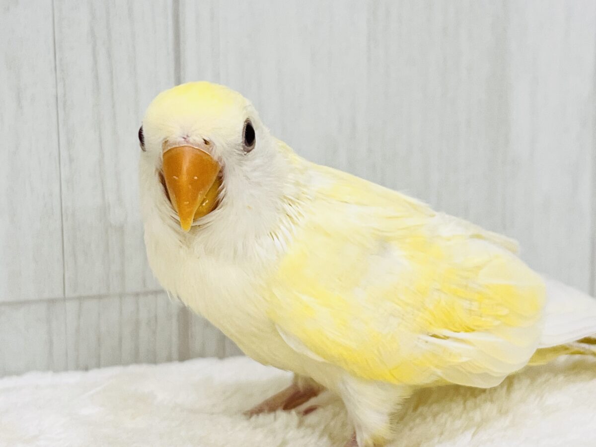 画像更新☆甘々カスタードクリームカラー💓小桜インコのヒナ(クリームルチノー)入荷しました❤️ コザクラインコ(小桜インコ)