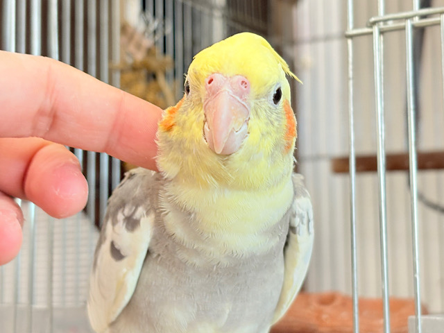 優しいお顔に癒される♬*°オカメインコ(パイド)
